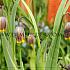 Fritillaria Uva-Vulpis 7/+ (x250)