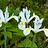 Iris Alaska 8/9 (x250)