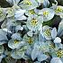 Iris Katharine Hodgkin 6/+ (x250)