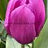 Tulipa Blue Beauty 12/+ (x250)