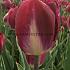 Tulipa Kansas Proud  12/+ (x250)