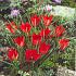 Tulipa linifolia 4/+ (x250)