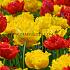 Tulipa Mi Amor 12/+ (x250)