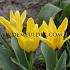 Tulipa Partiture 12/+ (x250)