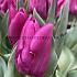 Tulipa Passio Fuchsi 12/+ (x250)