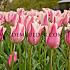 Tulipa Sanne 12/+ (x250)