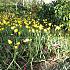 Tulipa sylvestris 5/+ (x250)