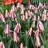 Tulipa Tarafa 12/+ (x250)