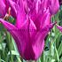 Tulipa Yume No Murasaki 12/+ (x250)