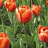 Tulipa Brown Sugar  12/+ (x250)