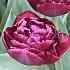 Tulipa Canyon 12/+ (x250)