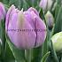 Tulipa Katinka 12/+ (x250)