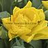Tulipa Limousine 12/+ (x250)