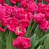 Tulipa Marvel Parrot 12/+ (x250)