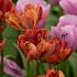 Tulipa Ridgedale 12/+ (x250)