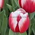 Tulipa Timeless 12/+ (x250)