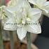 Amaryllis Akiko 30/32 (x10)