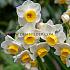 Narcissus Avalanche Z15/17 (x 250)