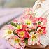 Tulipa Flaming Purissima 12/+ (x250)