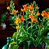 Ornithogalum Dubium Orange 6/+ (x250)