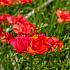 Freesia Double Red 5/+ (x250)