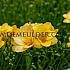 Freesia Double Yellow 5/+ (x250)