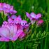 Freesia Single Purple 5/6 (x250)