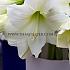 Amaryllis Denver Peru 30/32 (x10)