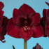 Amaryllis Mandela 30/32 Peru (x10)