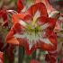 Amaryllis Minerva Peru 30/32 (x10)