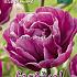 Tulips Blue Diamond 12/+ (x12x7)