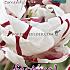 Tulips Carnaval de Nice 12/+ (x12x7)