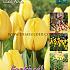 Tulips Golden Parade 12/+ (x20x15)