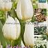 Tulips White Prince 12/+ (x20x15)