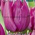 Tulips Purple Prince 12/+ (x12x7)