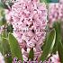 Hyacinths Fondant 17/18 (x10x3)