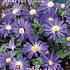 Anemone Blue Shades 5/+ (x12x10)