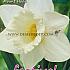Narcissus Mount Hood 14/16 (x8x5)