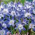 Chionodoxa Forbesii 5/+ (x12x15)