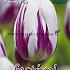 Tulips Flaming Flag 12/+ (x12x7)