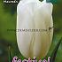 Tulips Maureen 12/+ (x12x7)