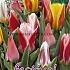 Tulips Greigii Mixed 12/+ (x12x7)