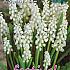 Muscari Bot. Album 5/+ (x12x10)