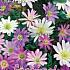 Anemone Blanda Mixed 5/+ (x12x10)