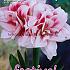 Amaryllis Elvas 30/32 (x5x1)