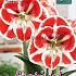 Amaryllis Samba 30/32 (x5x1)
