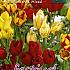 Tulips Multiflowering Mixed 12/+ (x12x7)