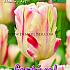 Tulips Flaming Art 12/+ (x12x7)