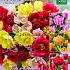Dance Bouquet Mix I (x12x15)