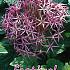 Allium Cristophii 12/+ (x12x5)
